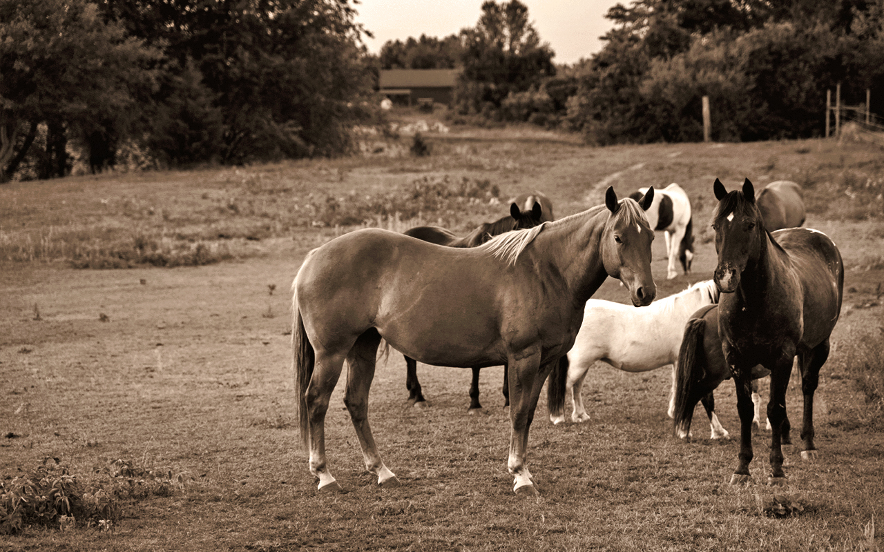 Sepia photograph: the herd standing together in the dry paddock, a white pony among the bays and chestnuts, with the treeline behind them.