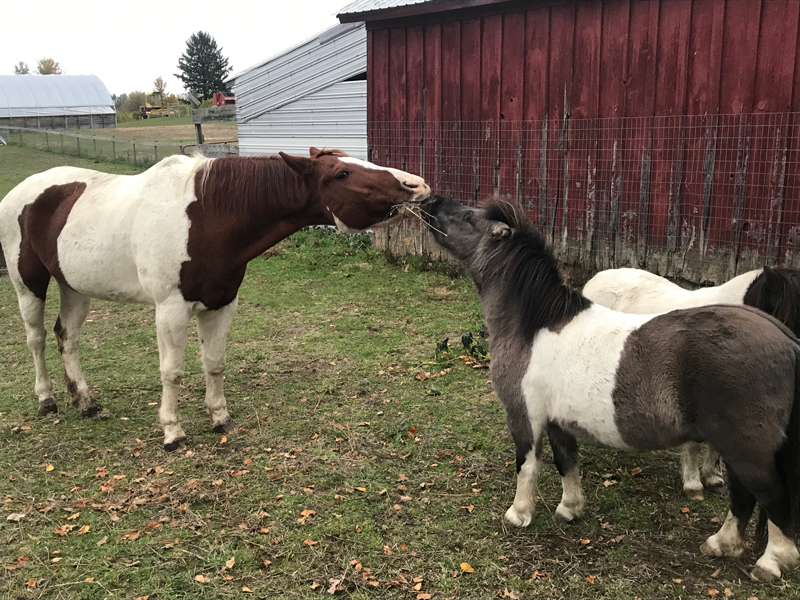 A pinto horse and a dark miniature pony standing nose to nose against the weathered boards of the barn, with a second pony beside them.