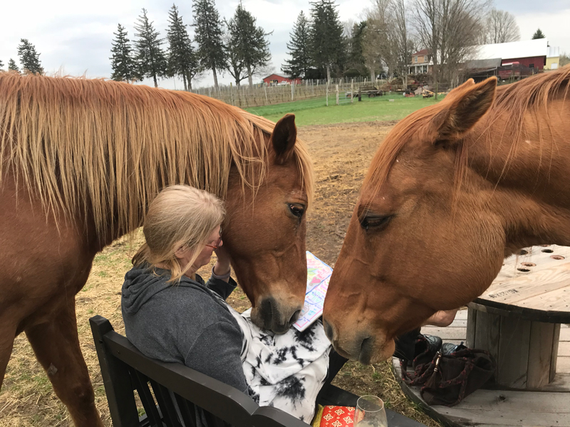 A visitor sits on a bench in the paddock at Red Horse while two chestnut horses lean in over her shoulders, the red barn and the fields behind them.