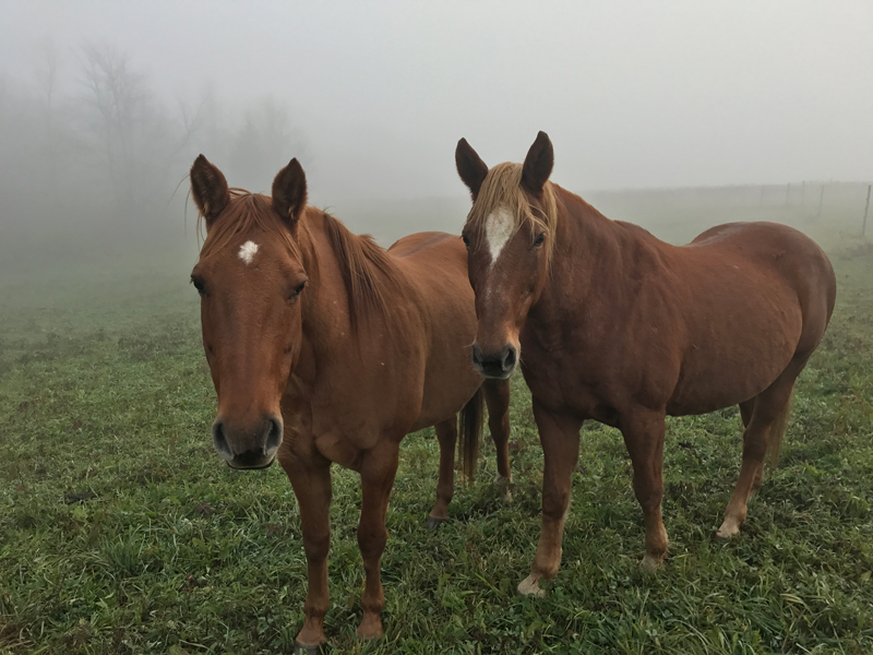 Two chestnut horses standing close together in morning fog, both looking towards the camera across the pasture.