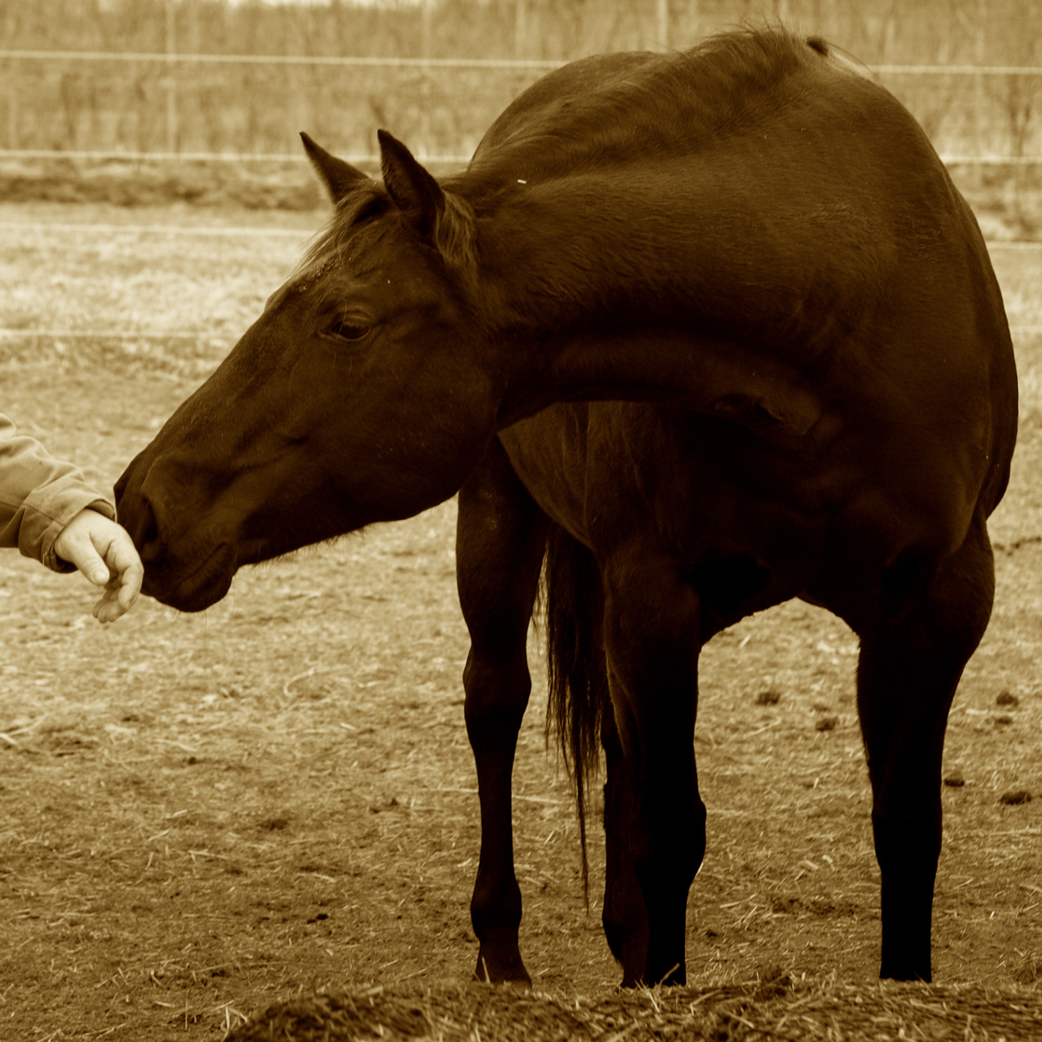 Juniper, the matriarch of the Red Horse herd, in a sepia photograph: the dark bay mare lowers her head towards an outstretched hand.