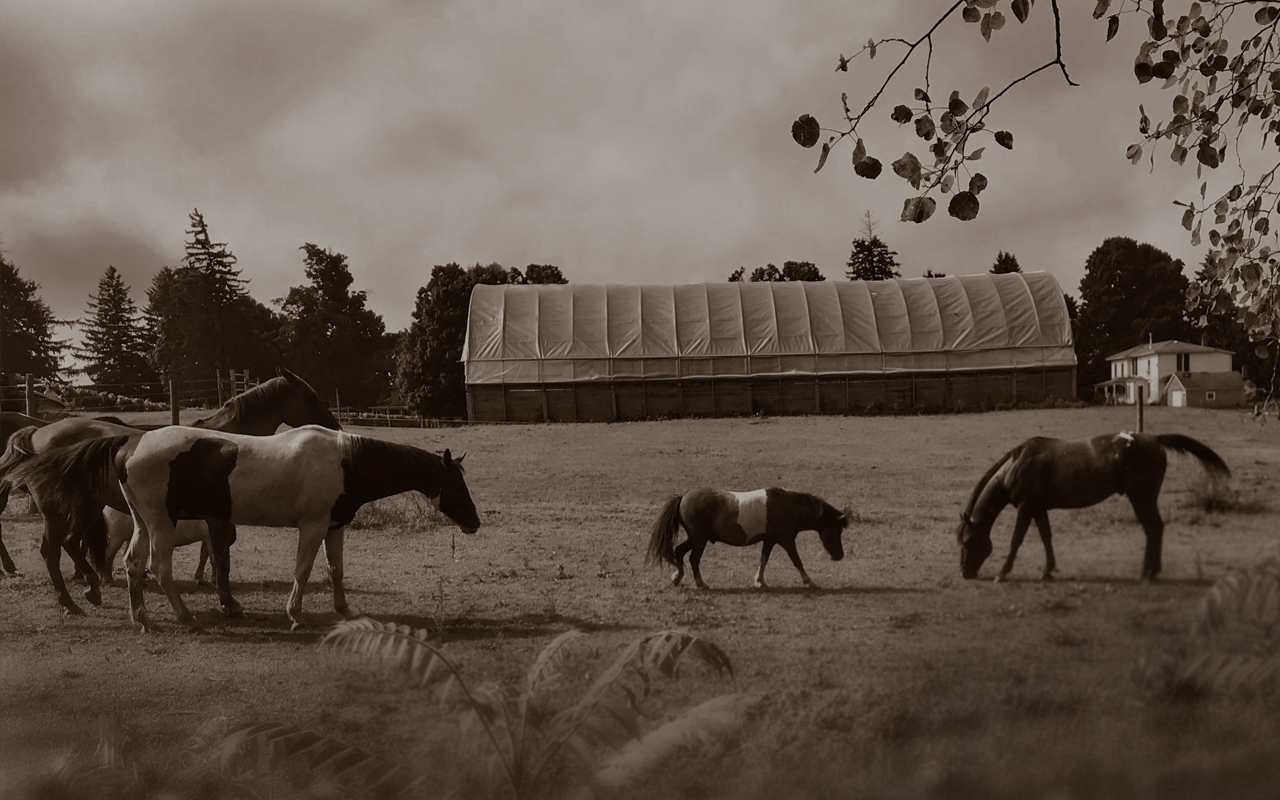 Sepia photograph: horses and a miniature pony grazing in the paddock, with a long hoop barn and the treeline behind them.