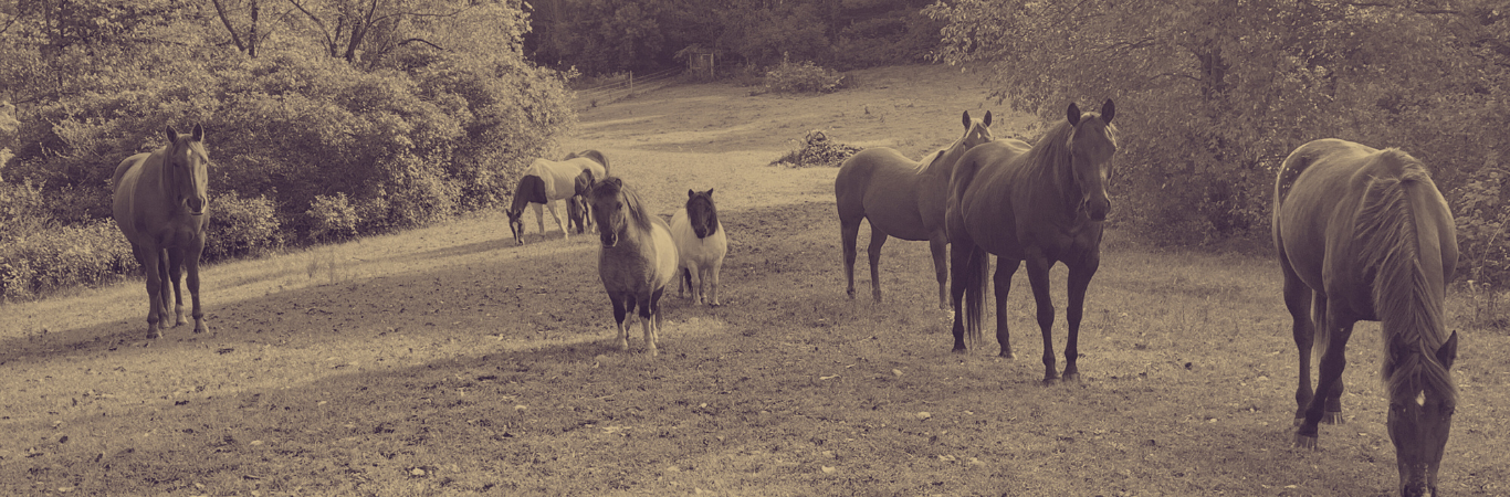 Sepia photo of the Red Horse herd of horses and ponies standing in a sloping pasture.