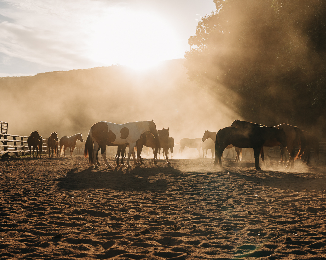 An Evening with the Herd