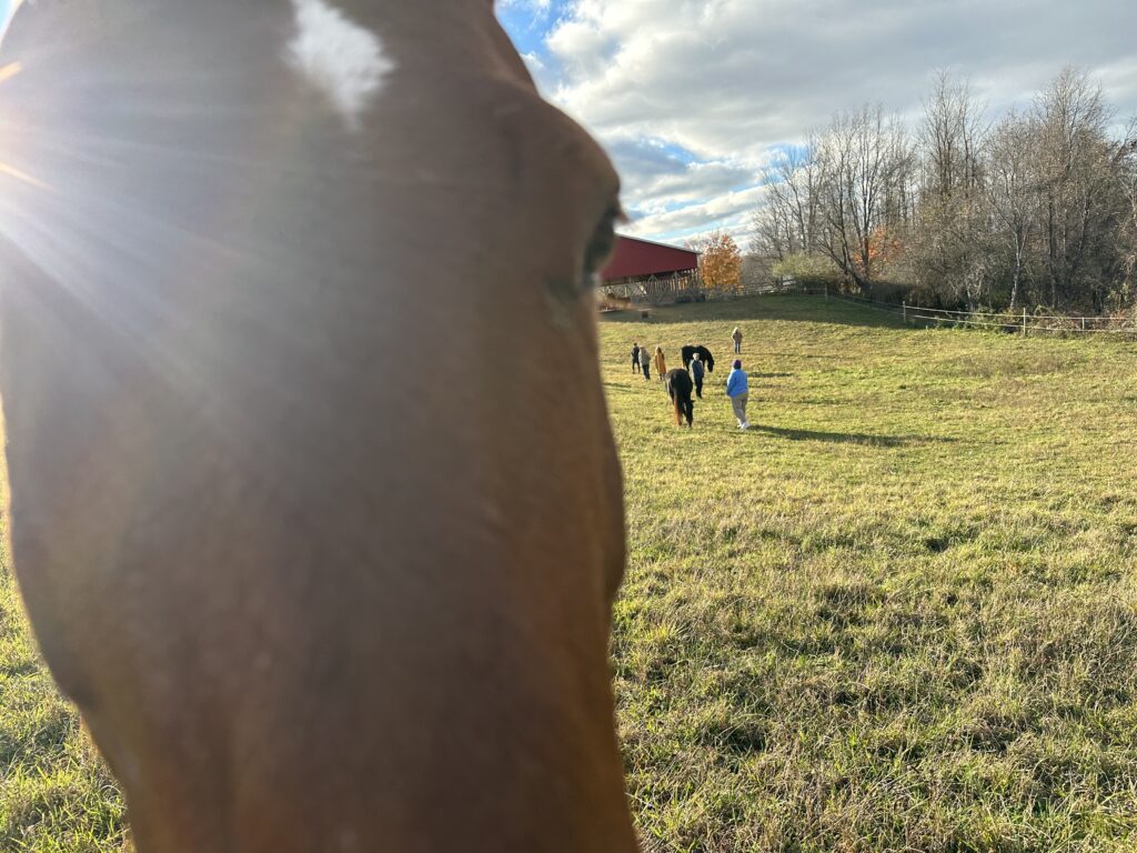 Freya watches from the foreground as a small group walks out across the sunlit pasture towards the rest of the herd and the red barn.
